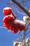 Fragment of a bush viburnum