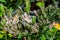 Fragment of cactus with sick leaves due to bad environment