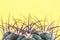 A fragment of cactus on a yellow background.
