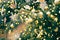 Fragment close up of a decorated christmas tree with golden balls. Winter holiday background