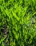 fragment closeup of green illuminated sprouts of wheat