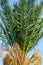 A fragment of a date palm tree with leaves and fruits, lit by the sun,  in the background a blue cloudless sky.