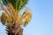 A fragment of a date palm tree with leaves and fruits, lit by the sun,  in the background a blue cloudless sky.