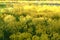 A fragment of a field of blooming mustard.  A play of light and shadow in a sea of yellow flowers.