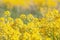 A fragment of a field of blooming rapeseed.  Sea of yellow flowers. Close-up, selective focus.