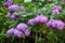 A fragment of a flowering lilac bush.