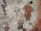 Fragment of fresco - strange interweave between European and Eastern motifs