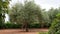 Fragment of garden with olive trees in November in Cyprus