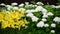 Fragment of garden with white Hortense and yellow lilies