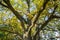 Fragment of the huge trunk and lush crown of a relic oak tree under the golden sunbeams.