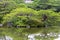 Fragment of a Japanese garden with artificially shaped pine tree