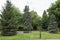 A fragment of landscaping of a city park from coniferous plants. blue spruce Picea pungens in a city park