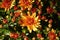 Fragment of a large bush of chrysanthemum with orange flowers and buds