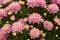 Fragment of a large bush of chrysanthemum with pink flowers