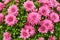 Fragment of a large bush of chrysanthemum with red flowers