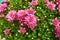 Fragment of a large bush of chrysanthemum with red flowers and b