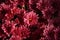 Fragment of a large bush of chrysanthemum with red flowers and buds