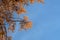 Fragment of larix tree in autumn season against blue sky. Copy space for text