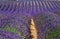 Fragment of a lavender field with picturesque bushes of lavender.