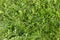 Fragment of lawn with different low grass, top view, background