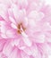 Fragment of light pink Chrysanthemum flower.