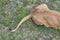 Fragment of a lioness lying on the ground. Hind legs and tail close up