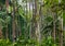 Fragment of a lush in the tropical rainforest