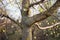 Fragment of a maple tree with green and yellow blooming buds on young twigs. Nature is awakening and full of joy.