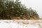 A fragment of a meadow with stalks of dry grass and young spruces. Snow in fields and conifers. Winter cloudy day