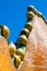 Fragment of mosaic dragon turrets on Antonio Gaudi house Casa Batllo roof