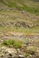 A fragment of a mountain range covered with lichen, dry grass and small plantations