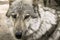 Fragment muzzle of a gray wolf looks forward