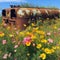 Fragment of old rusty military panzer, container in meadow with yellow, pink flowers on summer day. Metal box and nature