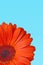 Fragment of a orange flower gerbera on turquoise background