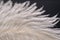 A fragment of an ostrich feather with a beautiful structure and patterns of white color in a contoured light on a black background