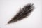 Fragment of an ostrich feather. black feather. black and white background. black ostrich feather