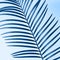 Fragment Palm branch on blue background. Abstract background