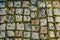 Fragment of pedestrian cobblestone pavement with green moss in old european town. Stone texture background