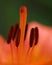 Fragment photo of lilly flower, macro photography