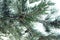 A fragment of pine in the snow. soft focus.