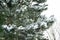 A fragment of pine in the snow. soft focus.