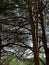 Fragment of pine trees with tangled branches