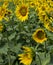 Fragment of a plantation of sunflowers during blossoming