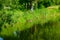 Fragment of a pond in the Park. On a Sunny summer day. Three ducks in the distance. Selective Focus