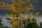 A fragment of a poplar against the background of the lake.