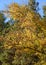 Fragment of poplar tree with yellow leaves in summer sunny day