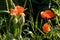 A fragment of a poppy field in the harsh midday light.