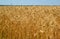 Fragment of ripe wheat field in late July