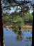 Fragment of the river with the opposite bank between the trunks of pines a bouquet of shrubs growing in the water