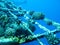 Fragment shipwreck with reef coral on the bottom, underwater